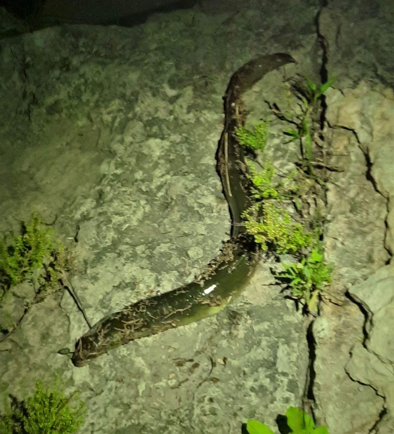 Mosher eel - 2